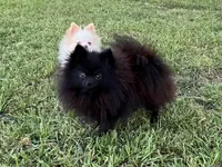 AKC Kiko, a female Pomeranian for sale in Millsap, TX – Photo 3 of 6