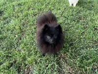 AKC Kiko, a female Pomeranian for sale in Millsap, TX – Photo 2 of 6
