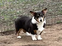 AKC Gypsy - Spayed, a female Pembroke Welsh Corgi for sale in Millsap, TX – Photo 9 of 10