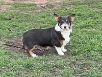 AKC Gypsy - Spayed, a female Pembroke Welsh Corgi for sale in Millsap, TX – Photo 8 of 10