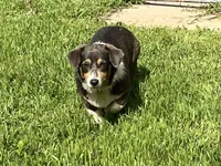 AKC Gypsy - Spayed, a female Pembroke Welsh Corgi for sale in Millsap, TX – Photo 2 of 10