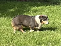 AKC Gypsy - Spayed, a female Pembroke Welsh Corgi for sale in Millsap, TX – Photo 5 of 10