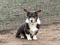 AKC Gypsy - Spayed, a female Pembroke Welsh Corgi for sale in Millsap, TX – Photo 7 of 10