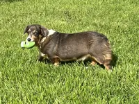 AKC Gypsy - Spayed, a female Pembroke Welsh Corgi for sale in Millsap, TX – Photo 1 of 10