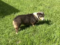 AKC Gypsy - Spayed, a female Pembroke Welsh Corgi for sale in Millsap, TX – Photo 6 of 10