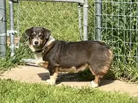 AKC Gypsy - Spayed, a female Pembroke Welsh Corgi for sale in Millsap, TX – Photo 4 of 10