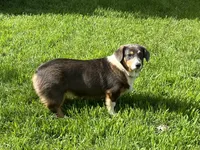 AKC Gypsy - Spayed, a female Pembroke Welsh Corgi for sale in Millsap, TX – Photo 3 of 10