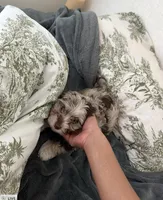 Trace, a male Cavapoo for sale in Atlanta, GA – Photo 2 of 4