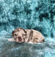 Trace, a male Cavapoo for sale in Atlanta, GA – Photo 4 of 4