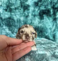 Trace, a male Cavapoo for sale in Atlanta, GA – Photo 3 of 4