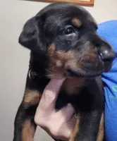 Titan , a male Doberman Pinscher for sale in Beggs, OK – 1 of 2