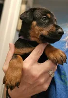 Raven, a female Doberman Pinscher for sale in Beggs, OK – 2 of 2