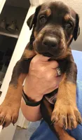 Maverick , a male Doberman Pinscher for sale in Beggs, OK – 2 of 2