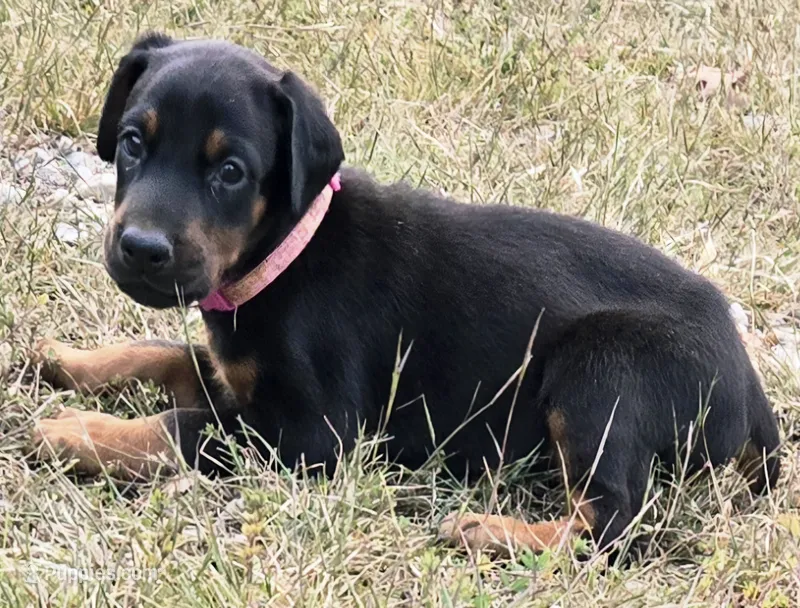 Duchess  – Doberman Pinscher puppy for sale in Beggs, OK