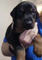 Titan , a male Doberman Pinscher for sale in Beggs, OK – 2 of 2