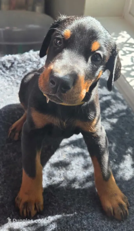 Hunter  – Doberman Pinscher puppy for sale in Beggs, OK