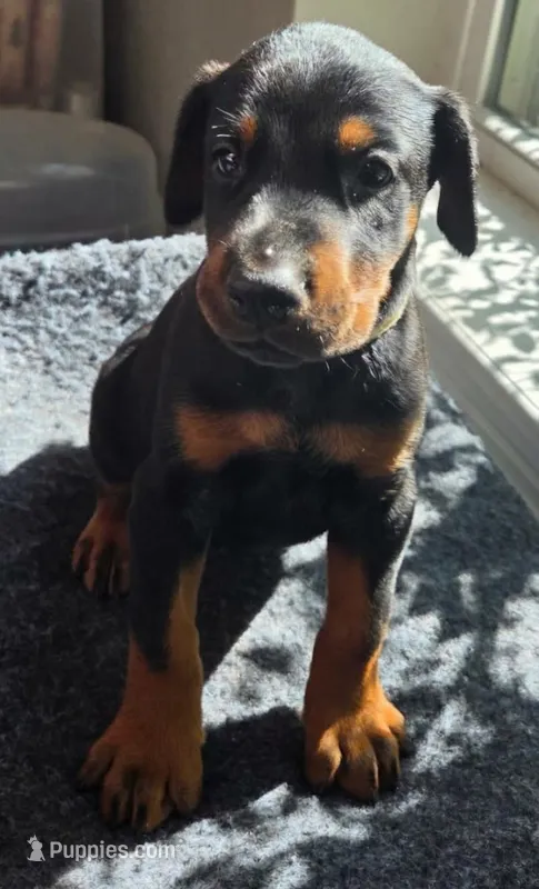 Saber – Doberman Pinscher puppy for sale in Beggs, OK