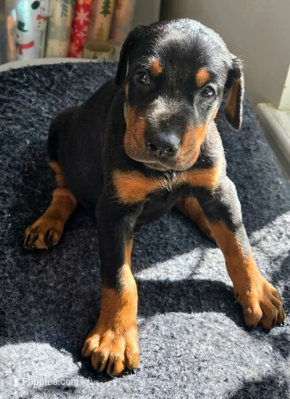 Gunner – Doberman Pinscher puppy for sale in Beggs, OK