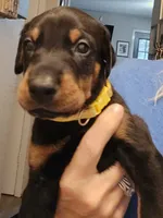 Hunter , a male Doberman Pinscher for sale in Beggs, OK – 2 of 2