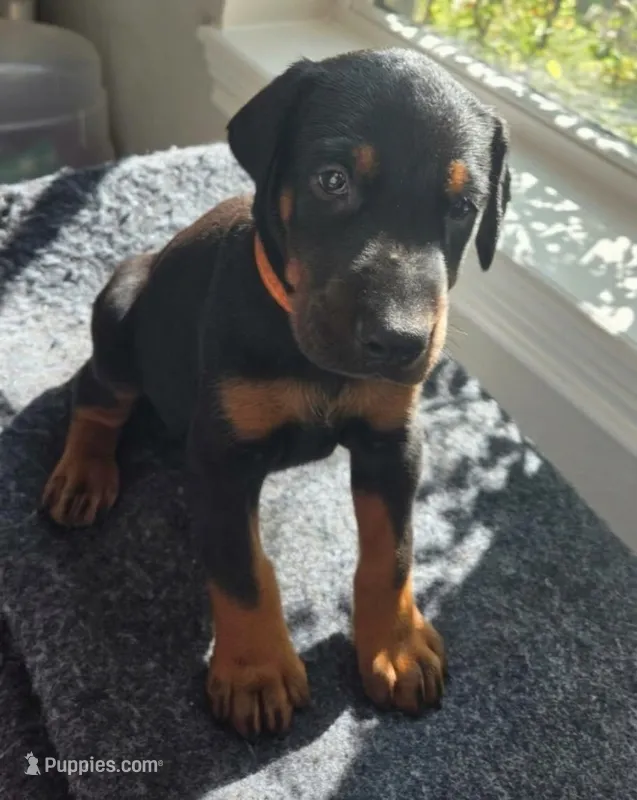 Maverick  – Doberman Pinscher puppy for sale in Beggs, OK