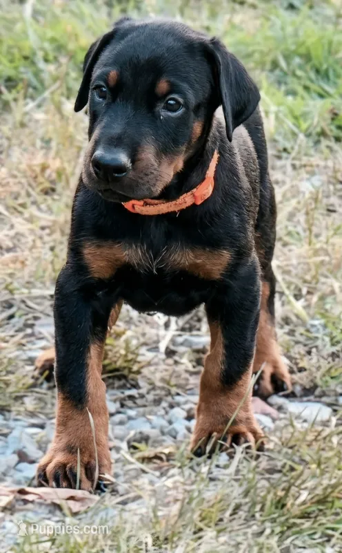 Maverick  – Doberman Pinscher puppy for sale in Beggs, OK