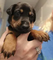 Raven, a female Doberman Pinscher for sale in Beggs, OK – 1 of 2
