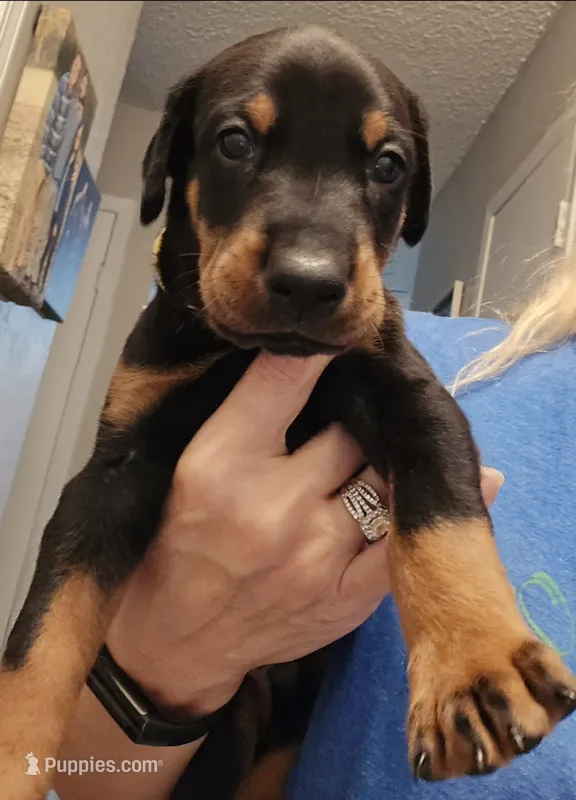 Hunter  – Doberman Pinscher puppy for sale in Beggs, OK