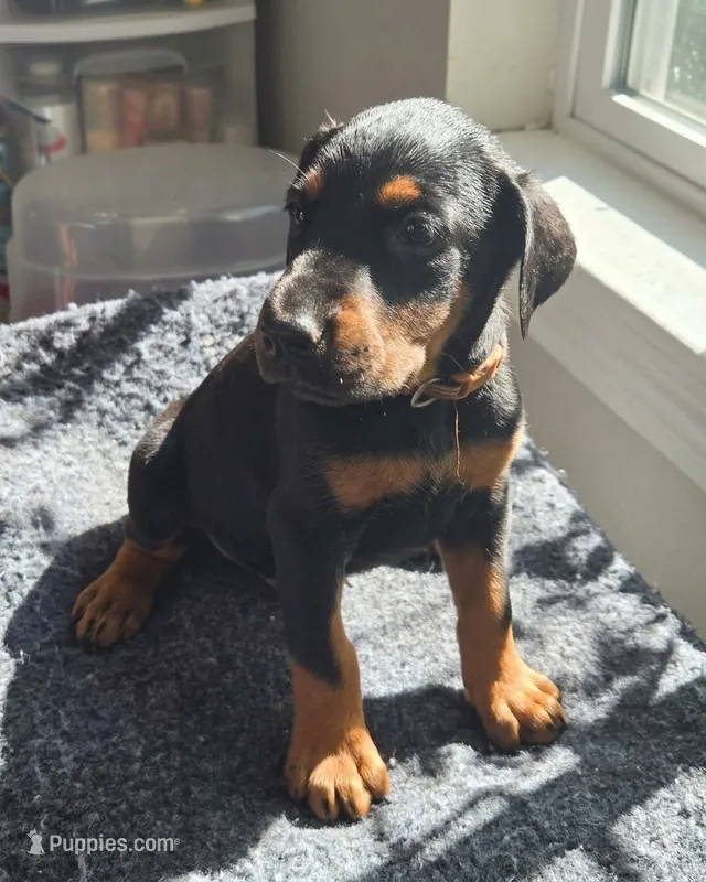 Jax  – Doberman Pinscher puppy for sale in Beggs, OK