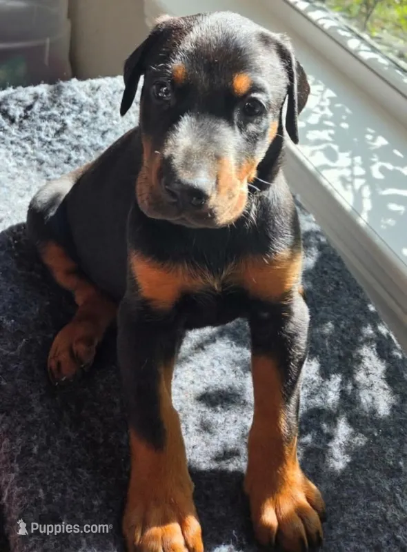 Titan  – Doberman Pinscher puppy for sale in Beggs, OK