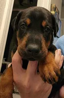 Saber, a male Doberman Pinscher for sale in Beggs, OK – 2 of 2