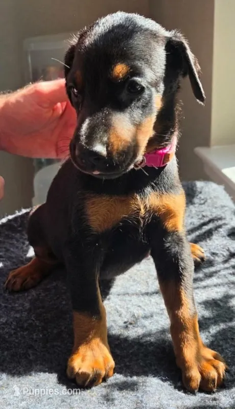 Duchess  – Doberman Pinscher puppy for sale in Beggs, OK