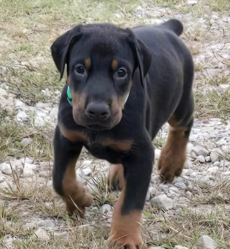 Archer  – Doberman Pinscher puppy for sale in Beggs, OK
