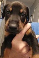Archer , a male Doberman Pinscher for sale in Beggs, OK – 2 of 2