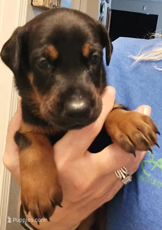 Duchess  – Doberman Pinscher puppy for sale in Beggs, OK