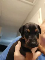 Jax , a male Doberman Pinscher for sale in Beggs, OK – 2 of 2