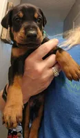 Gunner, a male Doberman Pinscher for sale in Beggs, OK – 2 of 2