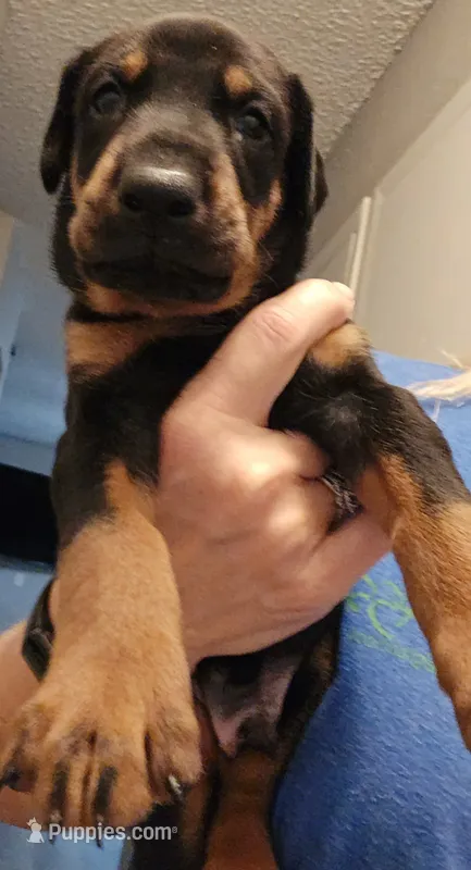 Archer  – Doberman Pinscher puppy for sale in Beggs, OK