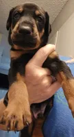 Archer , a male Doberman Pinscher for sale in Beggs, OK – 1 of 2