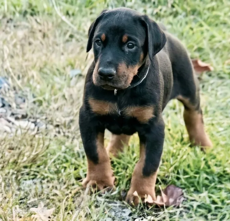 Titan  – Doberman Pinscher puppy for sale in Beggs, OK