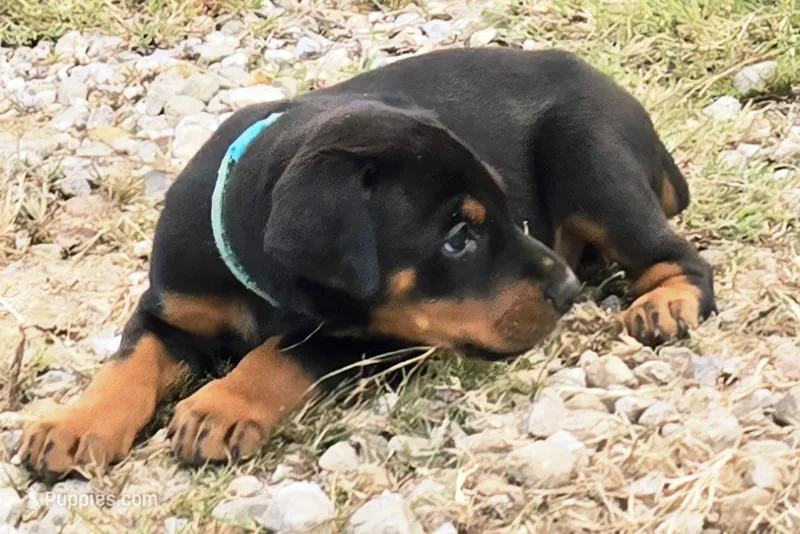 Gunner – Doberman Pinscher puppy for sale in Beggs, OK