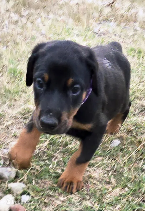 Raven – Doberman Pinscher puppy for sale in Beggs, OK
