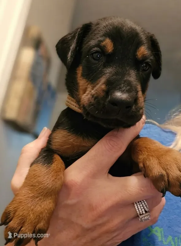 Jax  – Doberman Pinscher puppy for sale in Beggs, OK