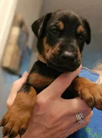 Jax , a male Doberman Pinscher for sale in Beggs, OK – 1 of 2