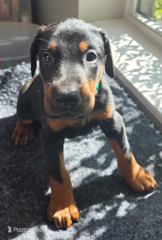 Archer  – Doberman Pinscher puppy for sale in Beggs, OK