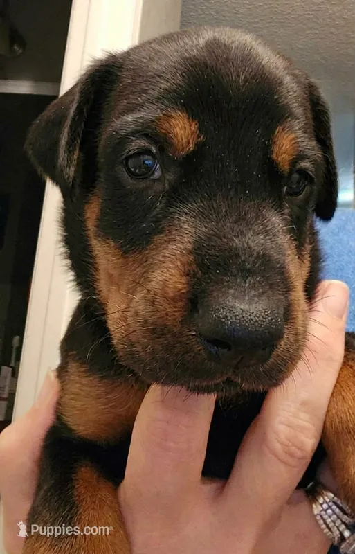 Saber – Doberman Pinscher puppy for sale in Beggs, OK