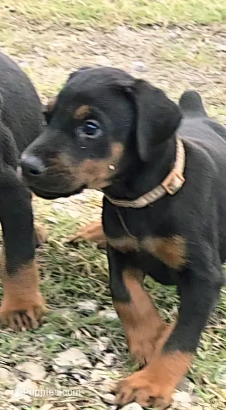 Saber – Doberman Pinscher puppy for sale in Beggs, OK