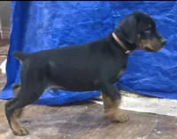 processed/3ed59f0f-84c7-4618-a2d6-6eaa98921fb8/listing/ed1aae43-1a73-4449-94cb-dcf02235cf78/1d33deca-932c-4614-89c6-7968a8536928