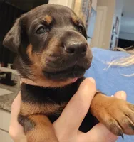 Duchess , a female Doberman Pinscher for sale in Beggs, OK – 2 of 2