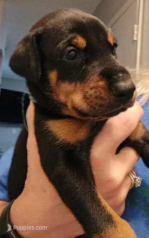 Gunner – Doberman Pinscher puppy for sale in Beggs, OK