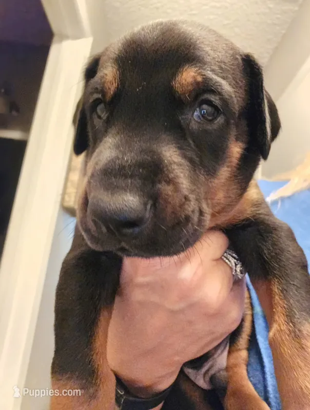 Maverick  – Doberman Pinscher puppy for sale in Beggs, OK